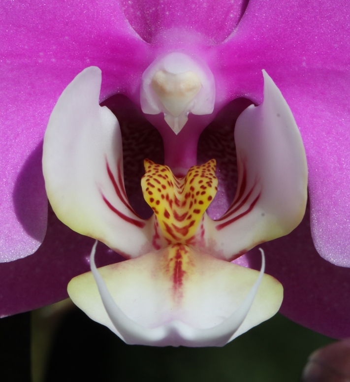orchid angel
